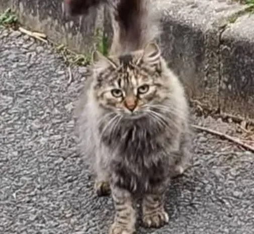 gato lost   01400 Aiarako kuadrilla/Cuadrilla de Ayala Ayto