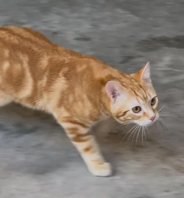 gato lost     Canelo