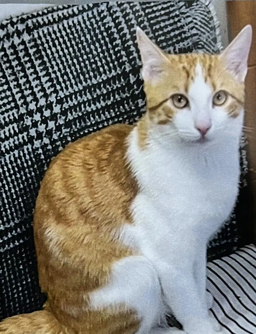 gato lost     Eguzki