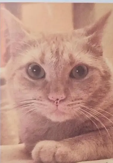 gato lost     Thor