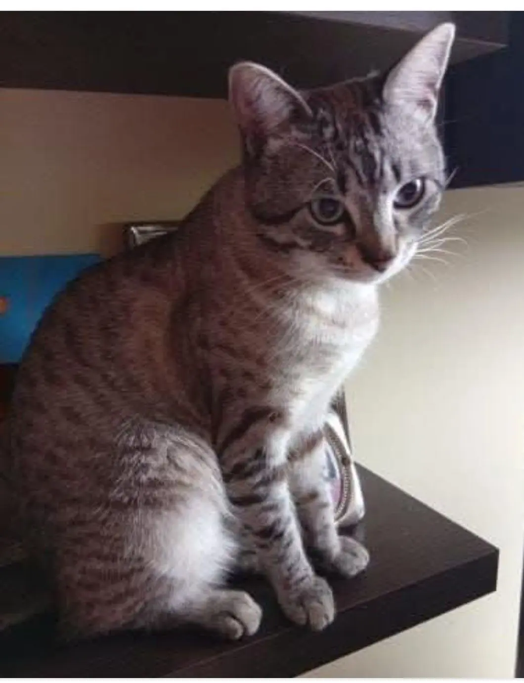 gato lost    Aiarako kuadrilla/Cuadrilla de Ayala Harpo