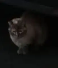gato lost   50600 Ejea de los Caballeros Gato