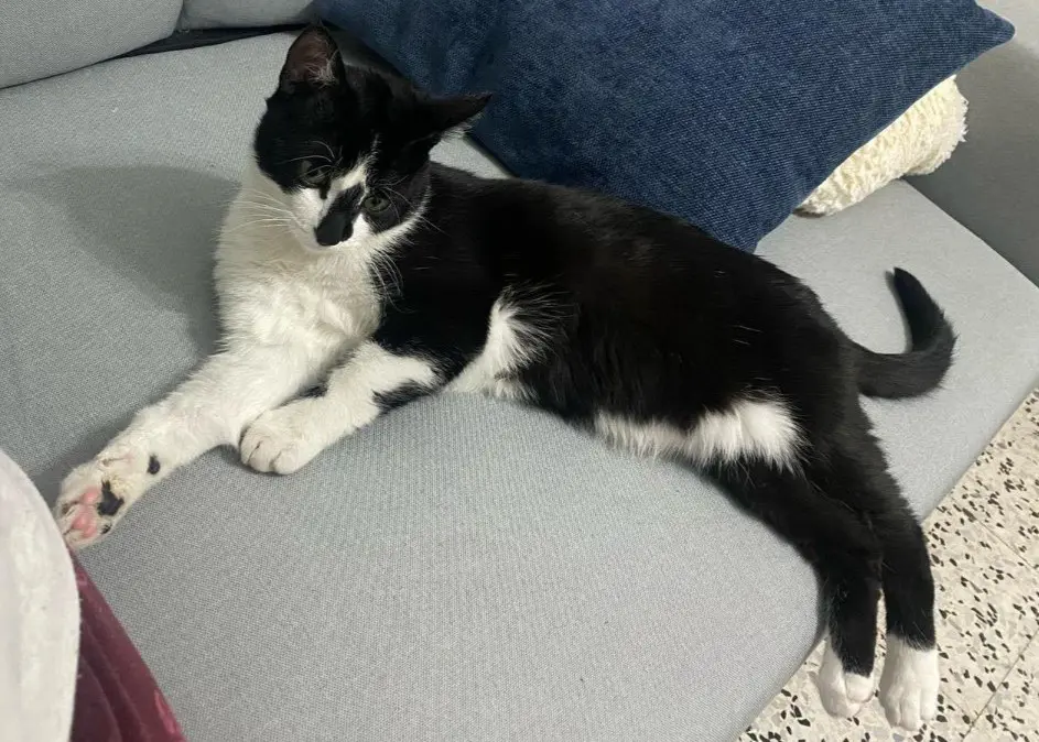 gato lost   50300 Calatayud Horus