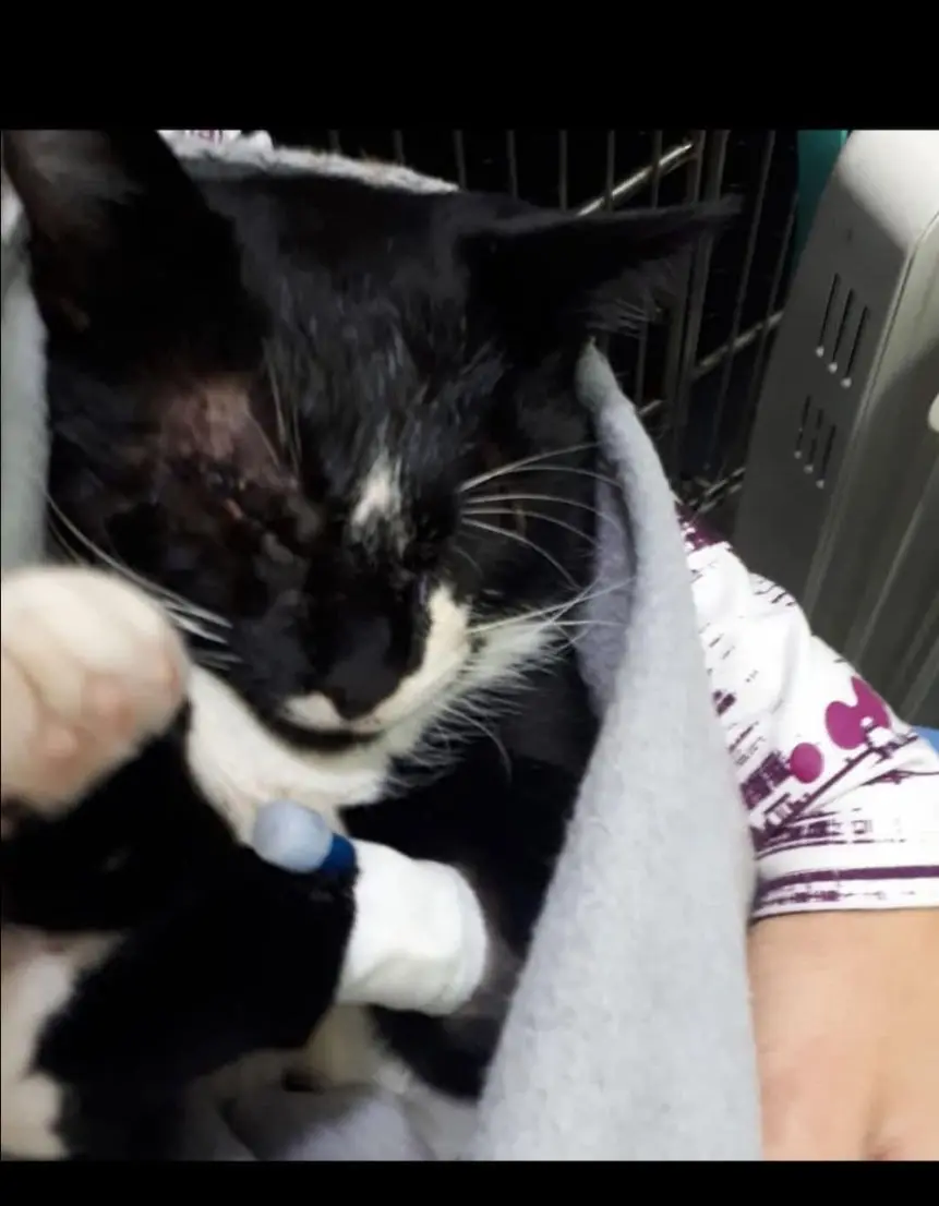 gato lost   50650 Gallur Ares