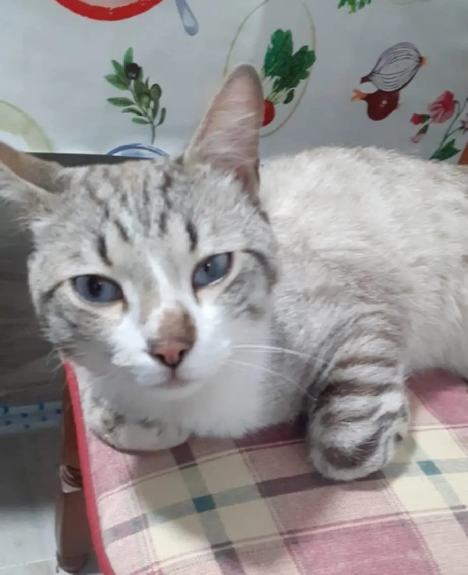 gato lost   50298 Pinseque Tigre