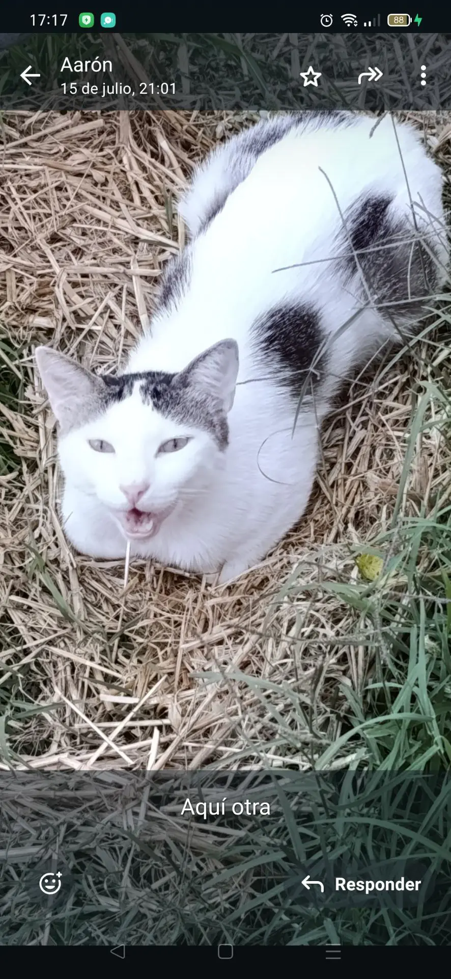 gato lost   50650 Gallur Vaquita