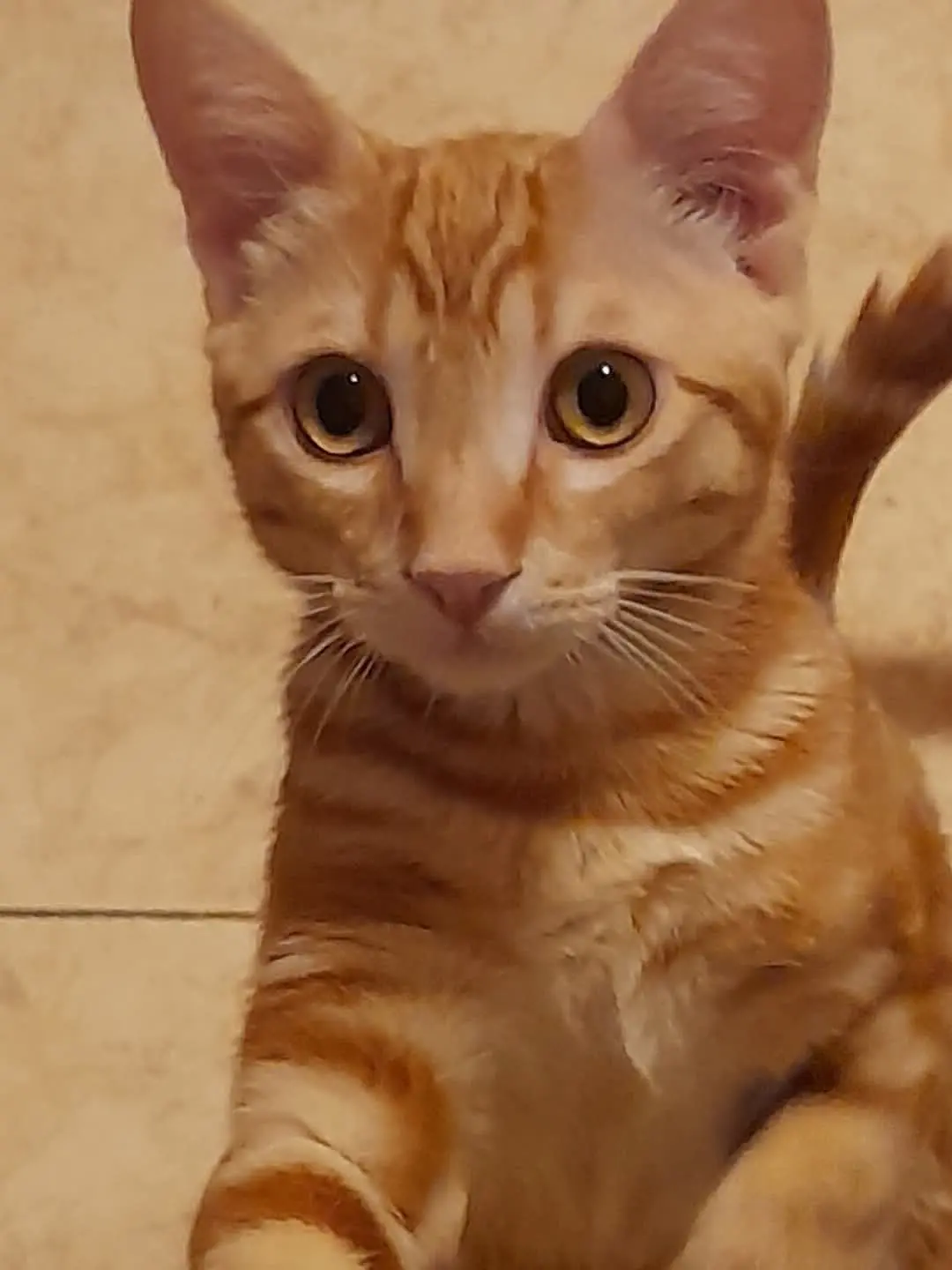 gato lost   50780 Sástago Garfield