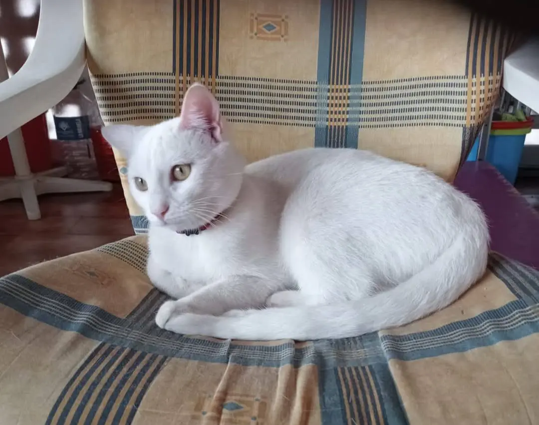 gato lost   50100 La Almunia de Doña Godina Seve
