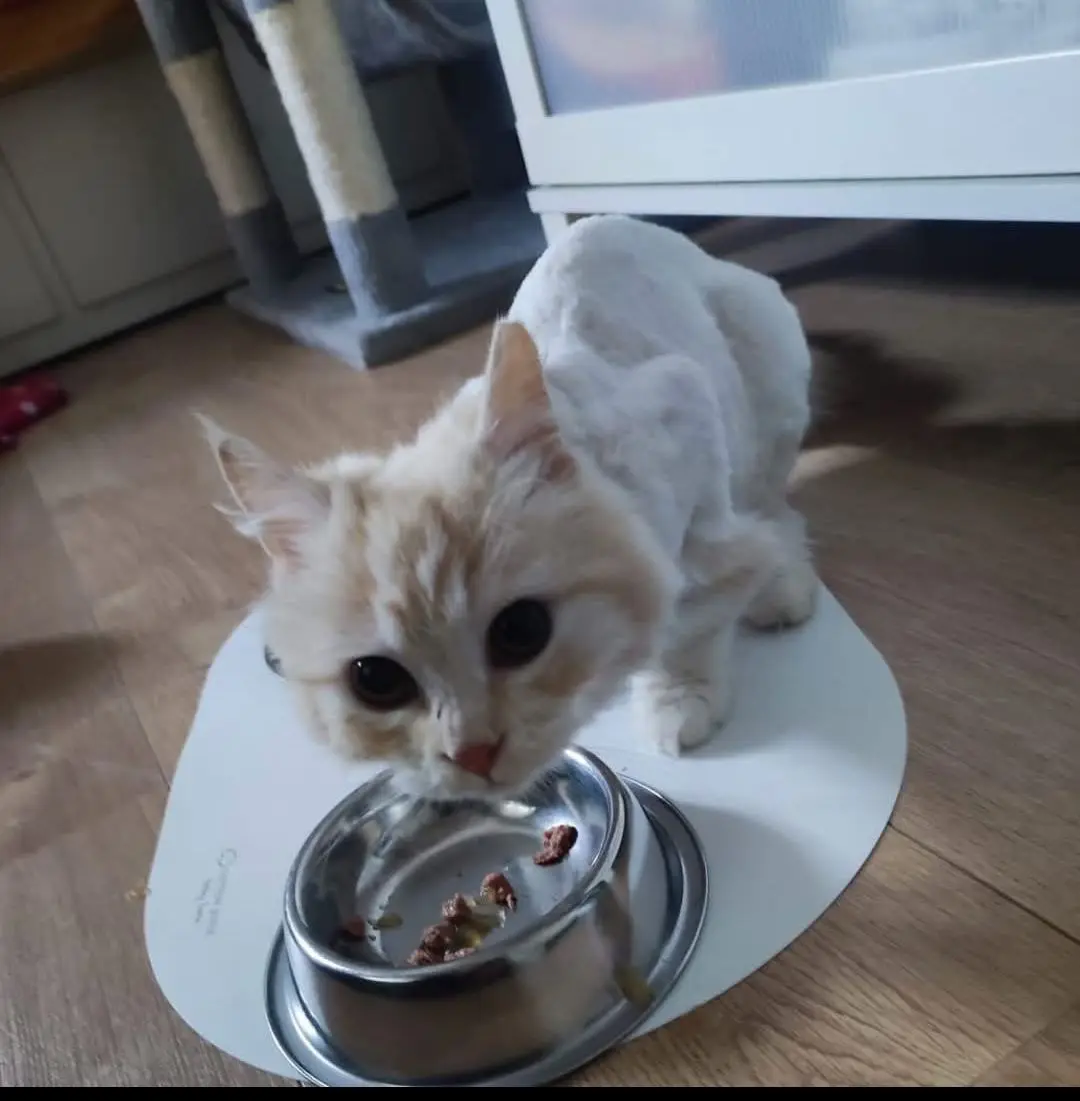 gato lost   50195 Pastriz Gatito