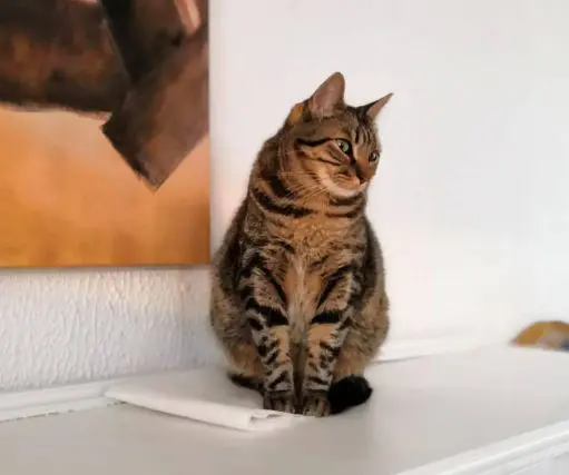 gato lost   50162 Villamayor de Gállego Gato
