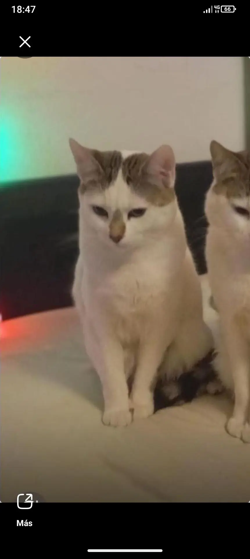 gato lost   50430 María de Huerva Gato