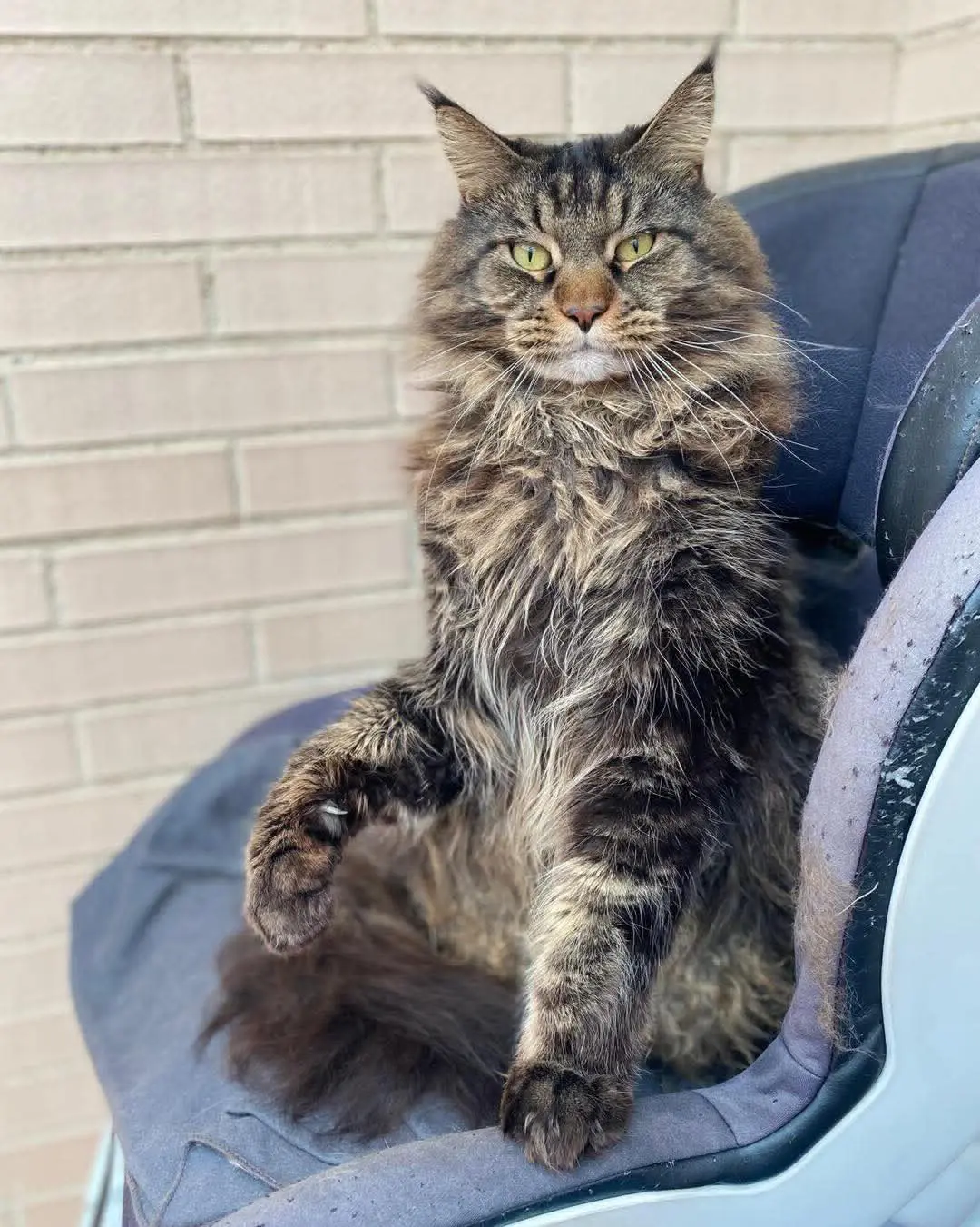 gato lost    Utebo Gato