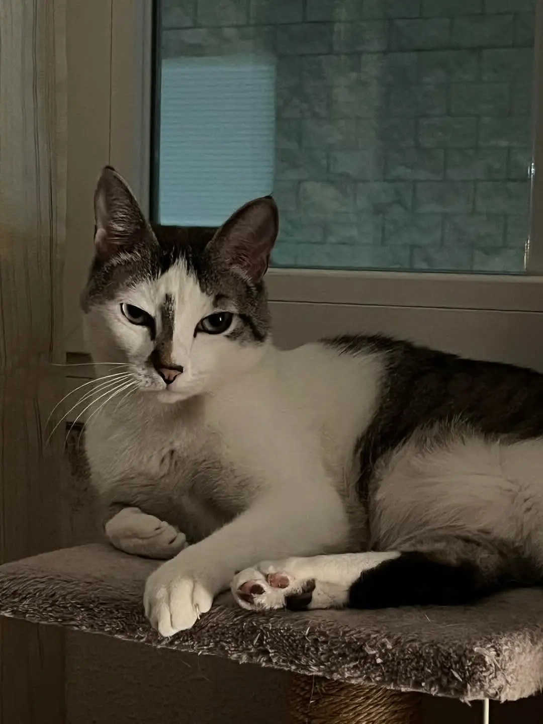 gato lost   50830 Villanueva de Gállego Gato