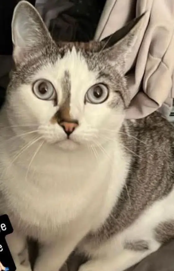 gato lost   50830 Villanueva de Gállego Mini
