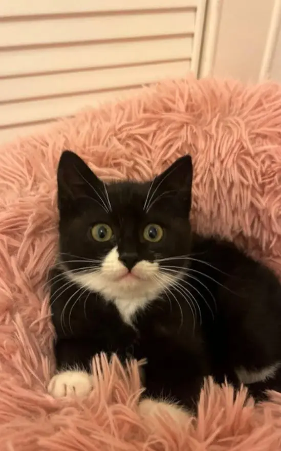 gato lost   50162 Villamayor de Gállego Paco