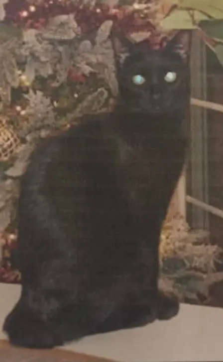 gato lost   50410 Cuarte de Huerva Puma