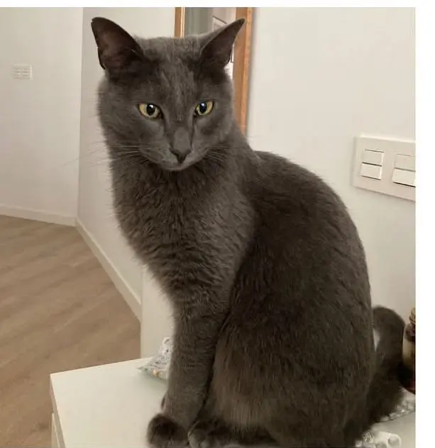 gato lost    Saragosse Filo
