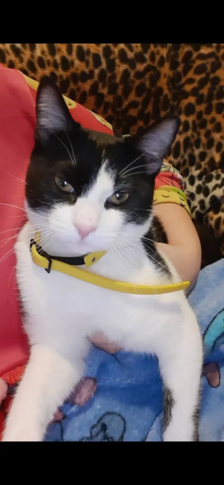 gato lost    Saragosse Leon