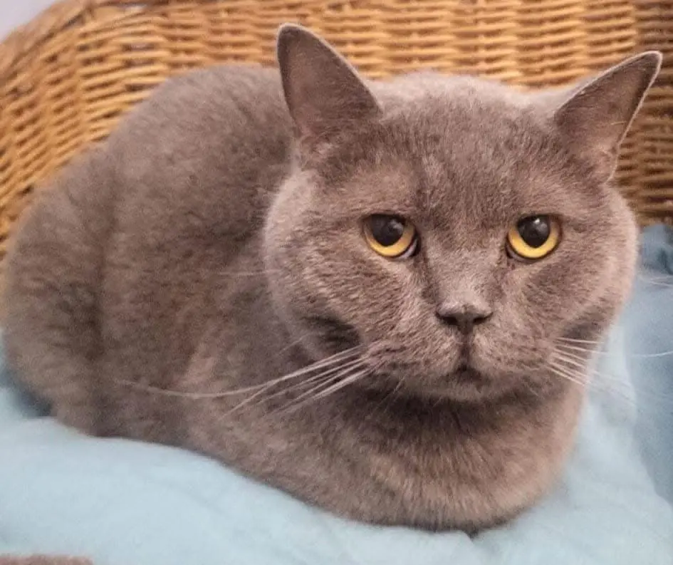 gato lost    Saragosse Maxi