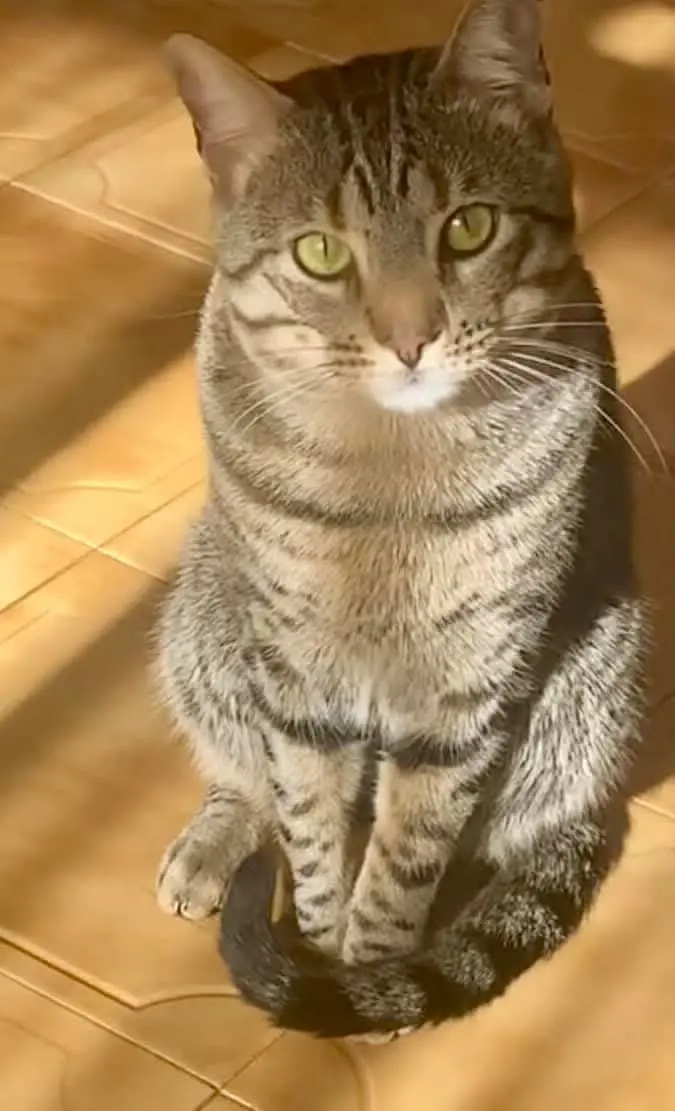gato lost    Saragosse Messi