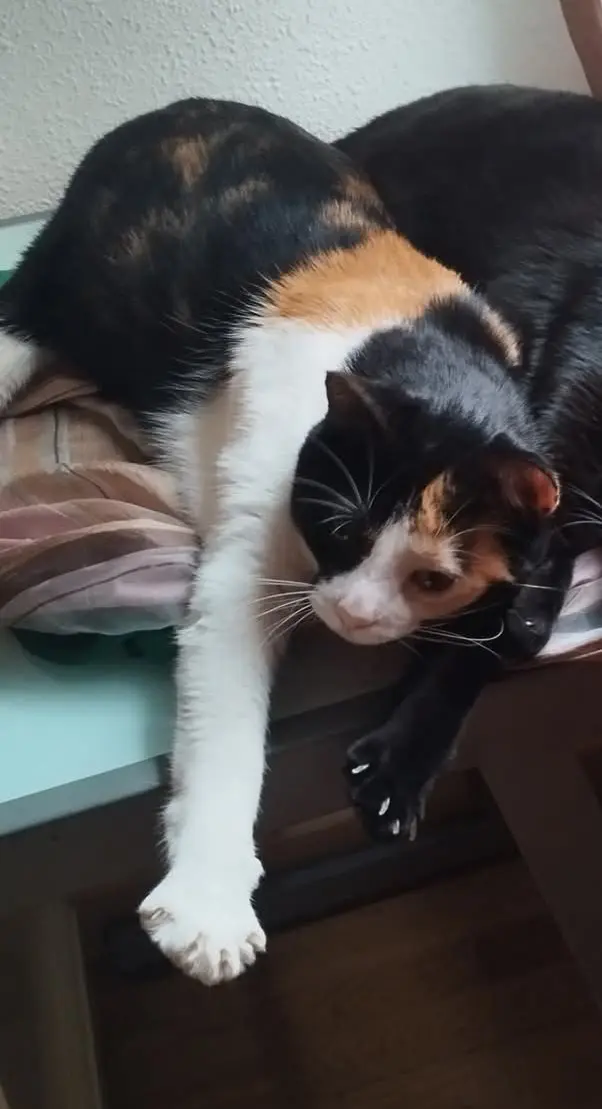 gato lost    Saragosse Molly