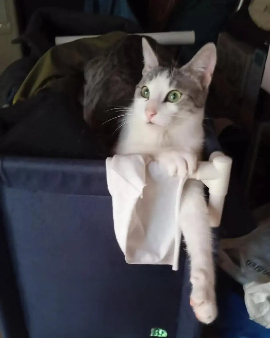 gato lost    Saragosse Oliver