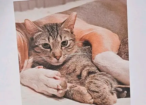 gato lost    Saragosse Paco