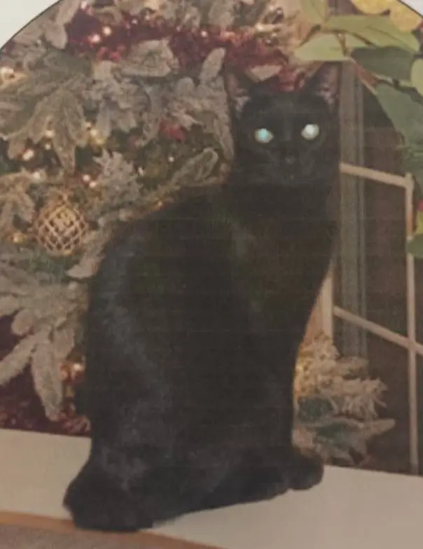 gato lost    Saragosse Puma
