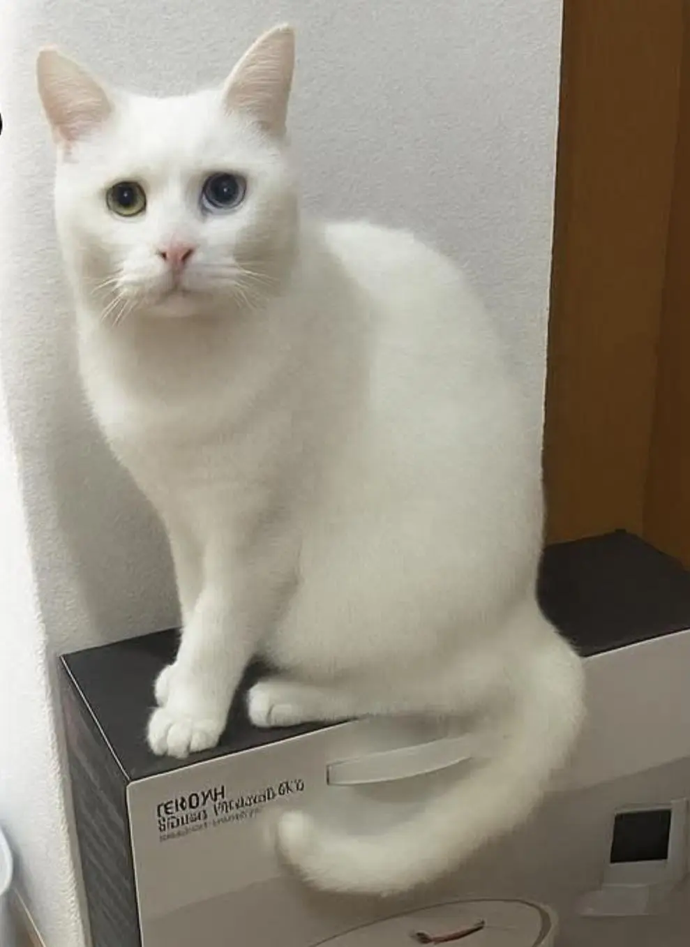 gato lost    Saragosse Rayo