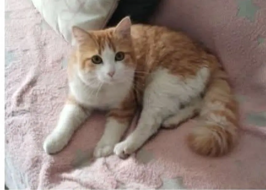 gato lost    Saragosse Yellow