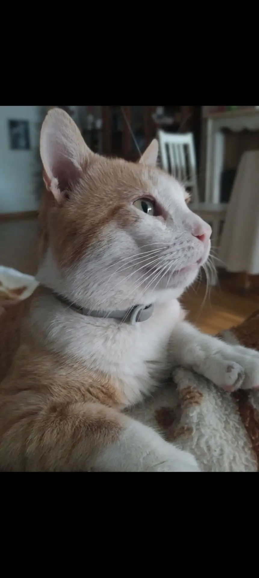 gato lost    Zuera Tigre