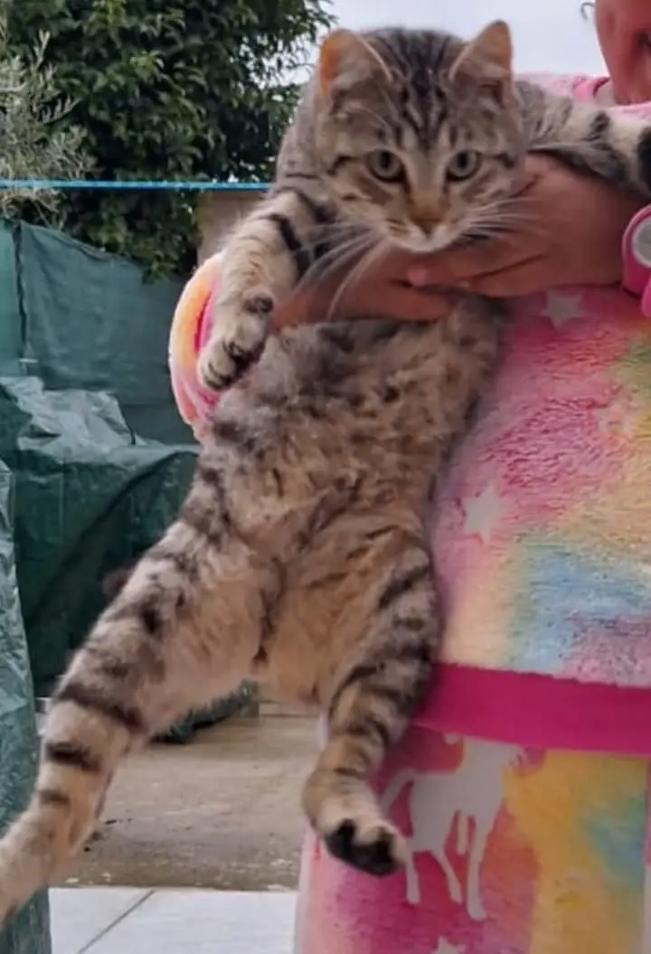 gato lost    Fuentelapeña Gato