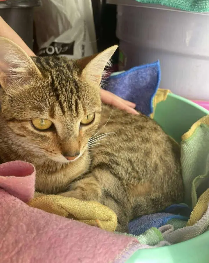 gato reunited    Albornos Cosmo