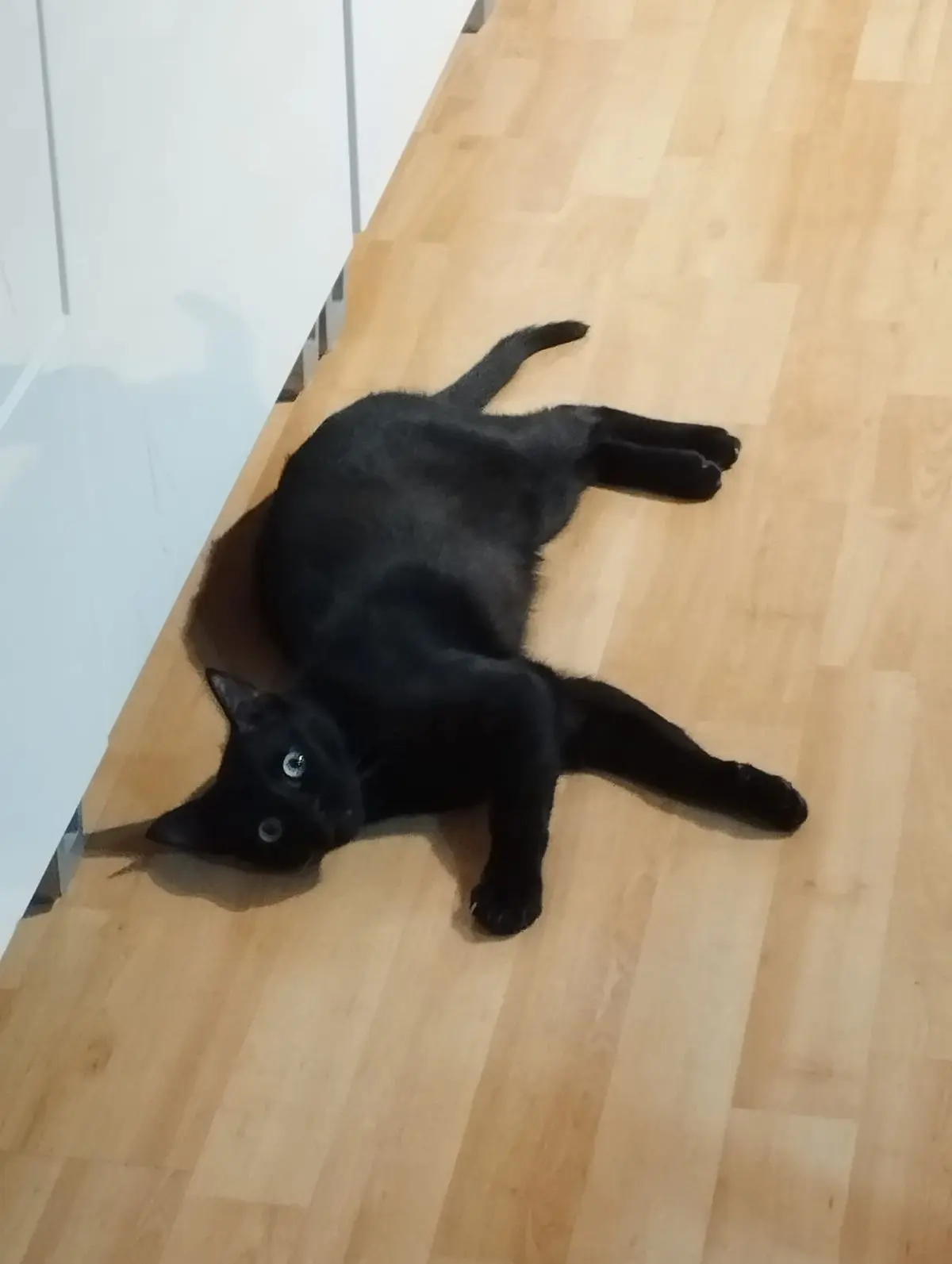 gato reunited    Santa Coloma de Gramenet Sissel