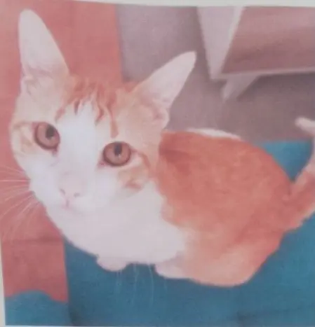 gato reunited    Mérida Brunete