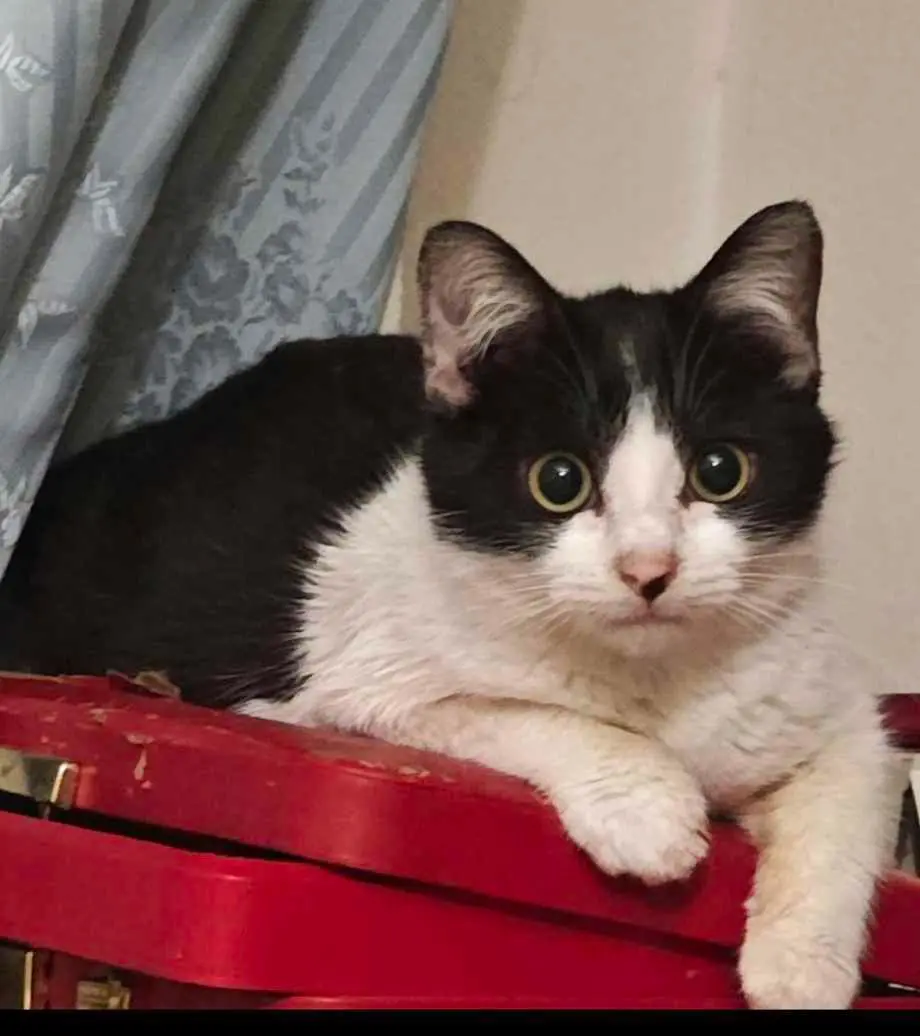 gato reunited     Olaf