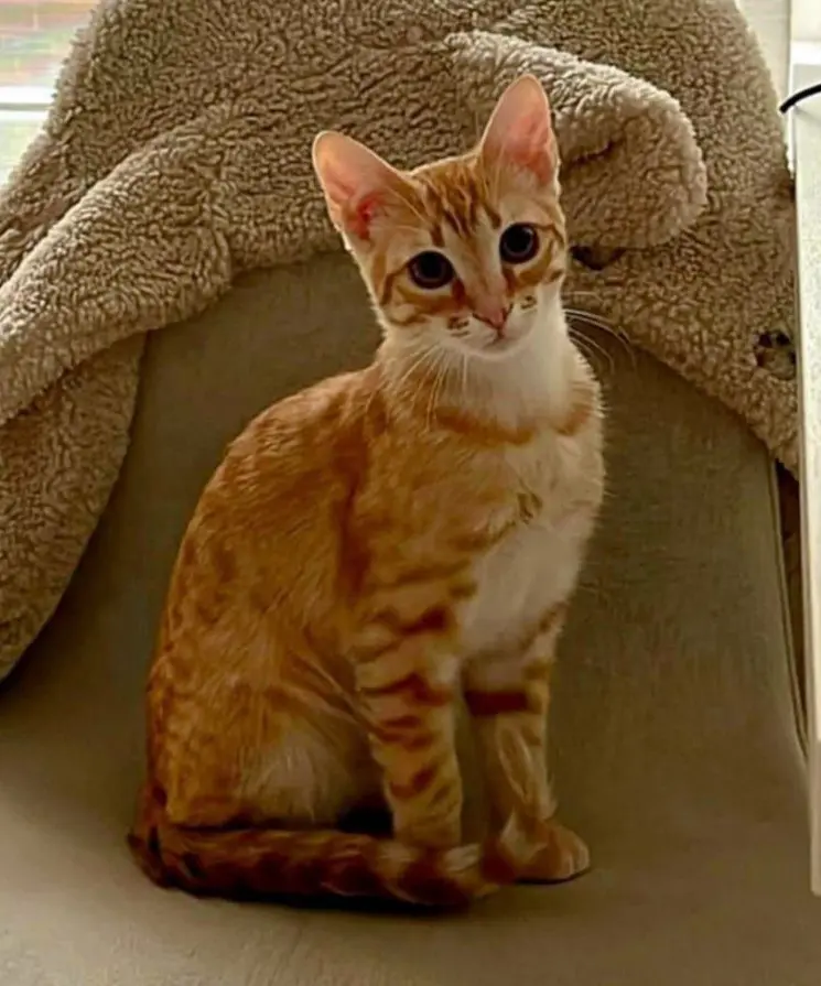 gato reunited    Bilbao Koda