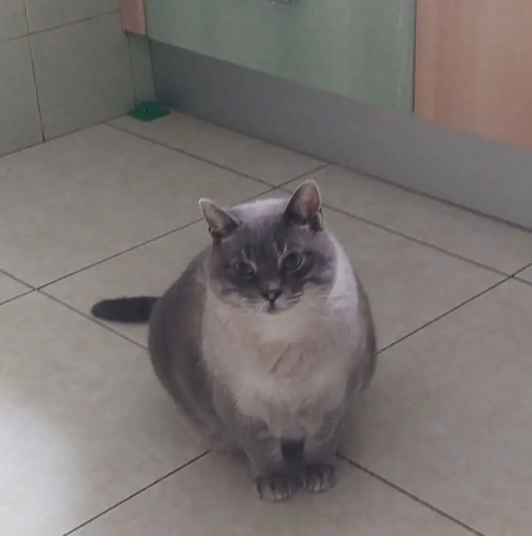 gato reunited   48940 Leioa Mochi