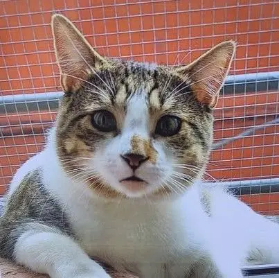 gato reunited   48970 Basauri Zeus