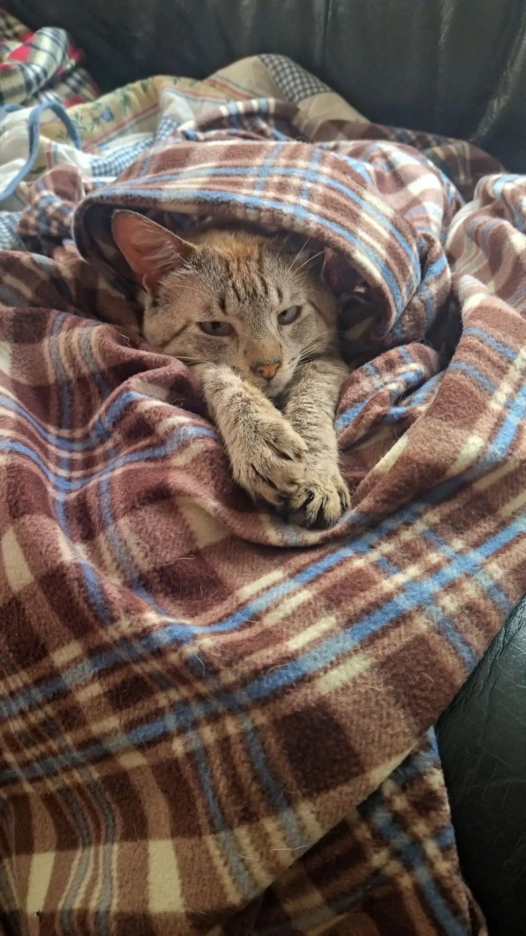 gato reunited     Tomate