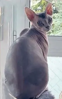 gato reunited     Wifi