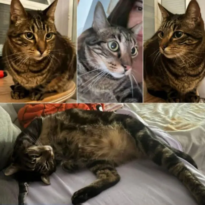 gato reunited    Cadix Marly