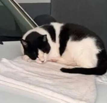 gato reunited     Jack