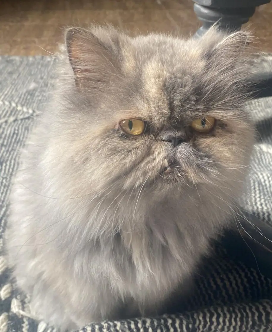 gato reunited  Gran Canarias 35518 Tías Zuzu