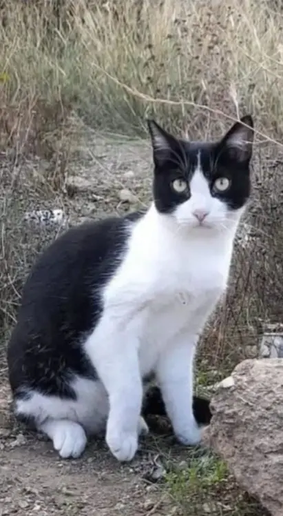 gato reunited     Mango