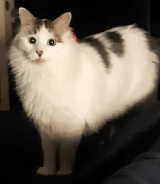 gato reunited 98 Avenida de la Victoria 28023 Madrid Oreo
