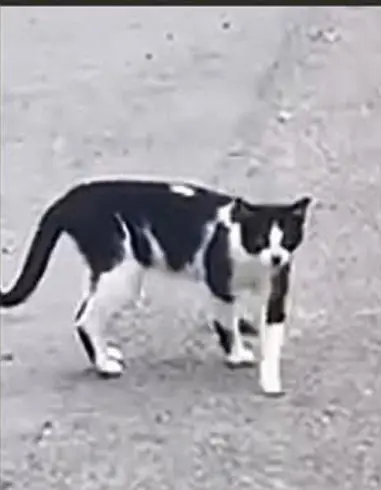 gato reunited  LLN-8 33509 Porrúa Gato