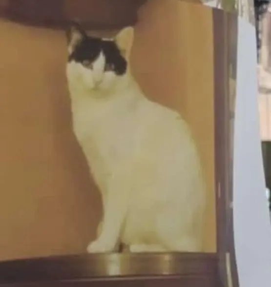 gato reunited  Plaza del decano Eduardo Ibaseta 33207 Gijon Bizcocho