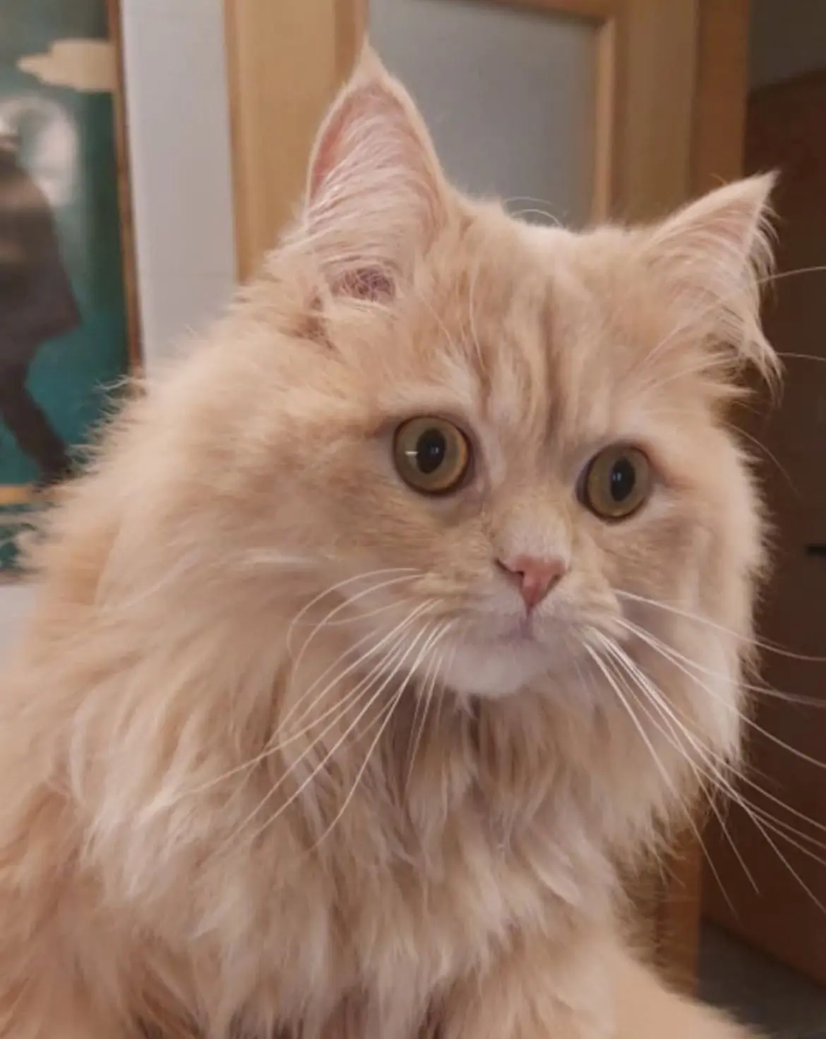 gato reunited  Plaza del decano Eduardo Ibaseta 33207 Gijon Caramelo