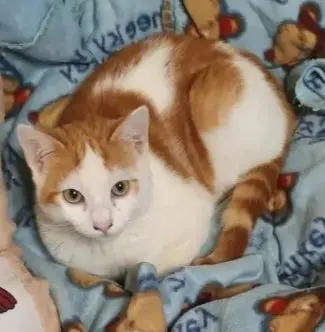 gato reunited  Plaza del decano Eduardo Ibaseta 33207 Gijon Lucas